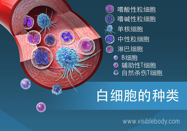 血液中多种类型的白细胞